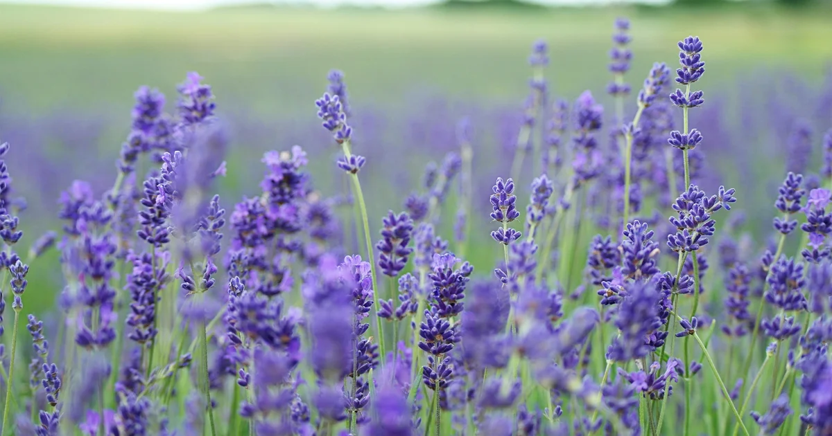 Lavendeloljor och torkade lavendelblommor på nattduksbord bredvid sovande person
